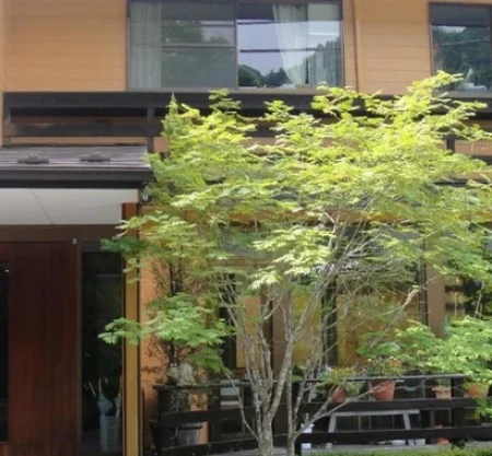 Annex Turtle Hotori — An